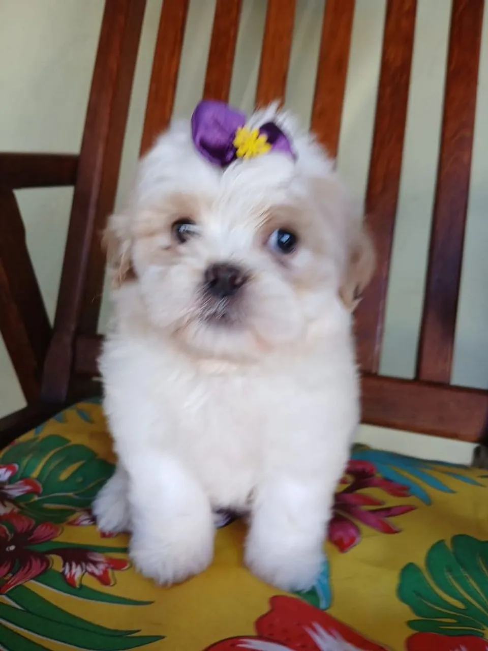 Doação de Shih Tzu