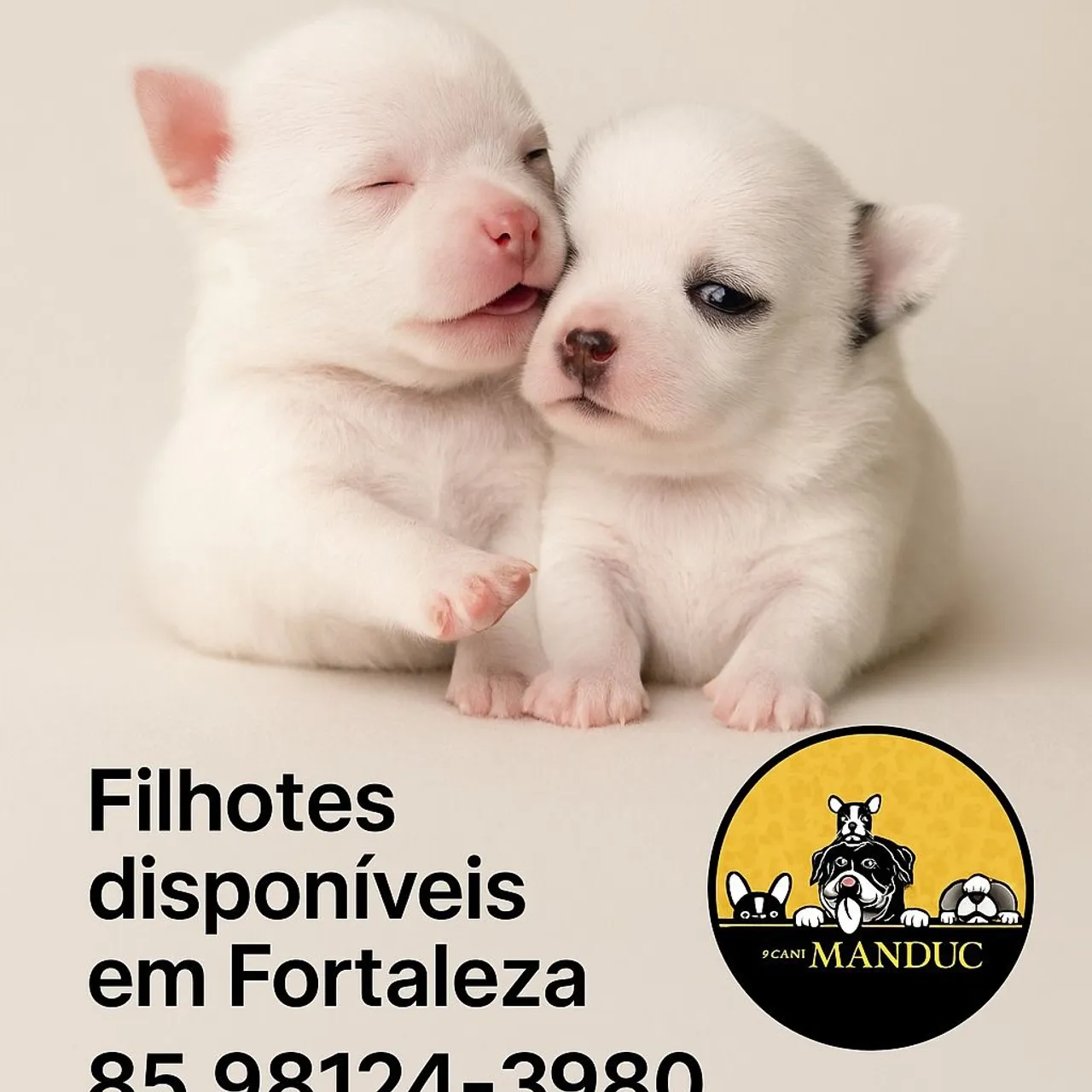 Filhotes de Chihuahua disponíveis em Fortaleza