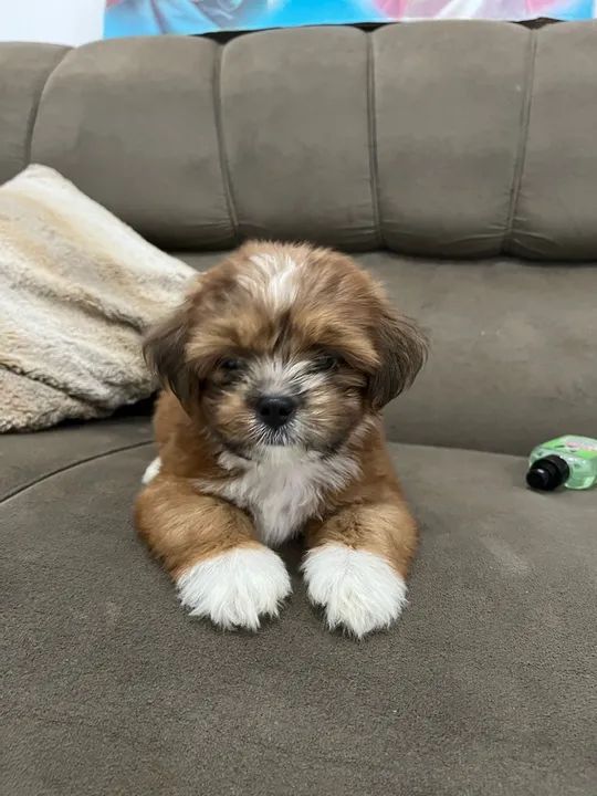 Filhote Shipoo - Foto 2