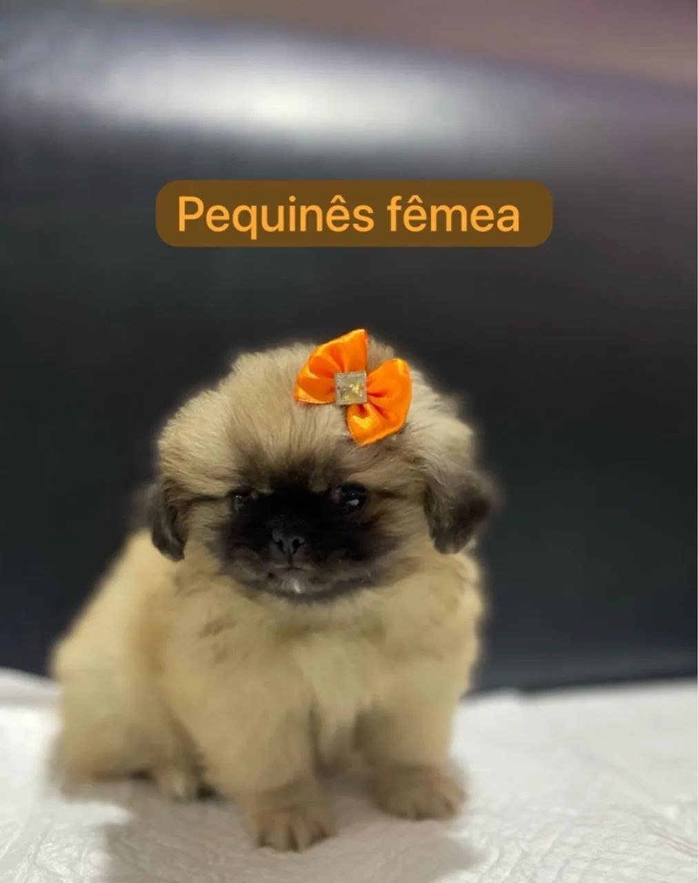 Pequinês Fêmea