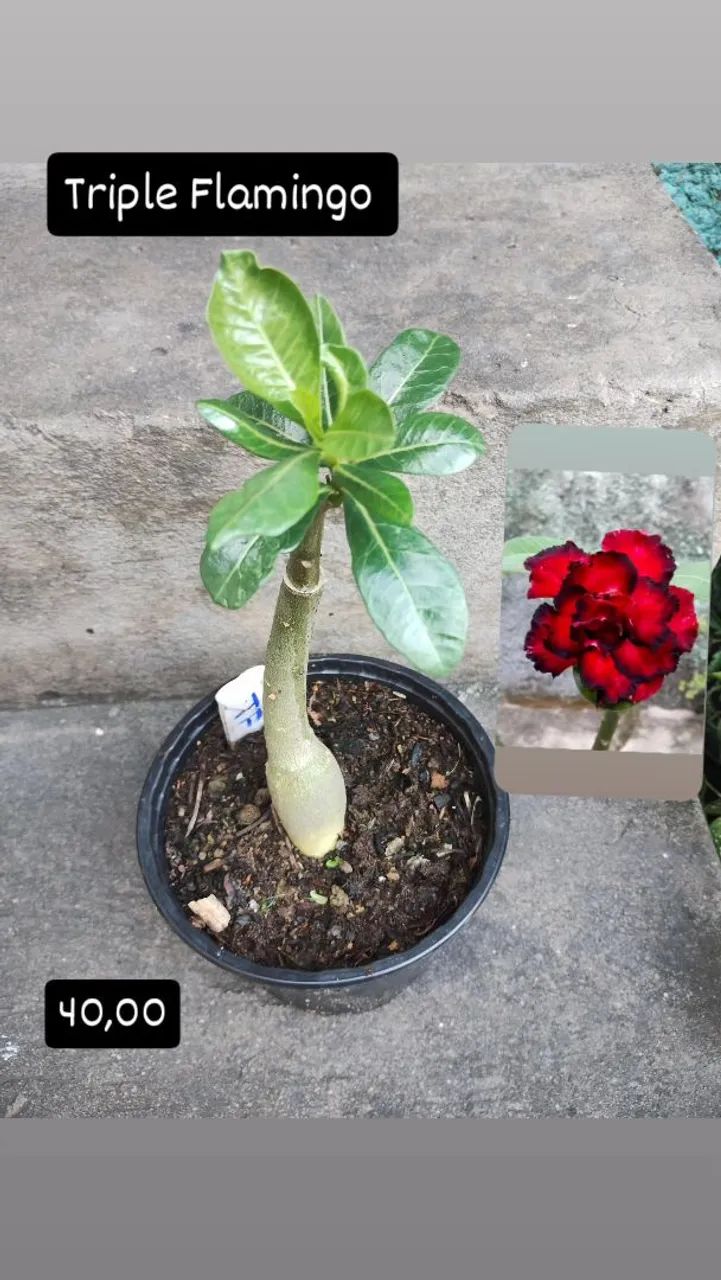 Mudas de Rosa do Deserto Enxertadas Promoção  - Foto 4