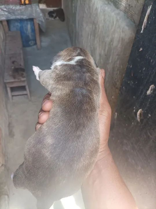 Filhote Pitbull - Foto 6