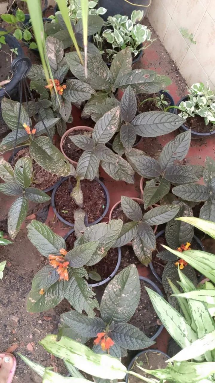 Plantas interna - Foto 5