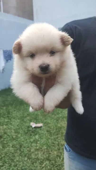 Spltiz alemão  - Foto 2