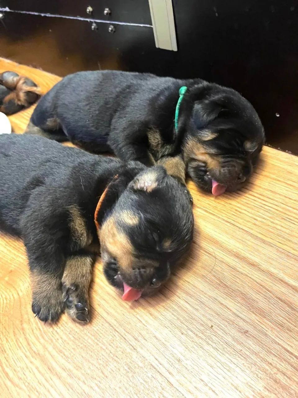 Filhotes TOP's de Rottweiler! - Padrão Alemão - - Foto 3