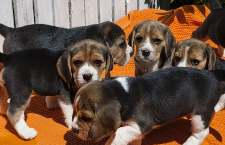 Ninhada de Beagle machinho e fêmeas filhotes com 57 dias vacinado e com pedigree