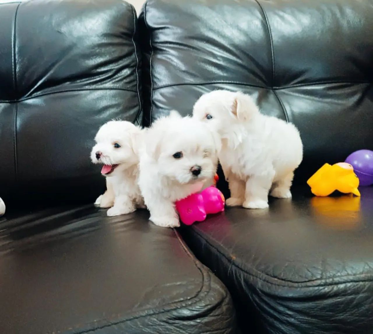 Maltês macho Bay face  - Foto 3