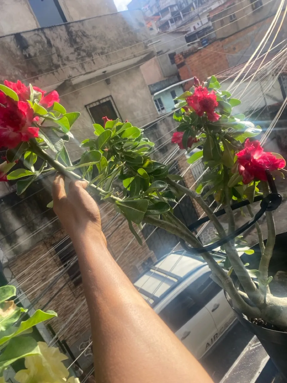 Linda Rosa do Deserto com Flores Vermelhas
