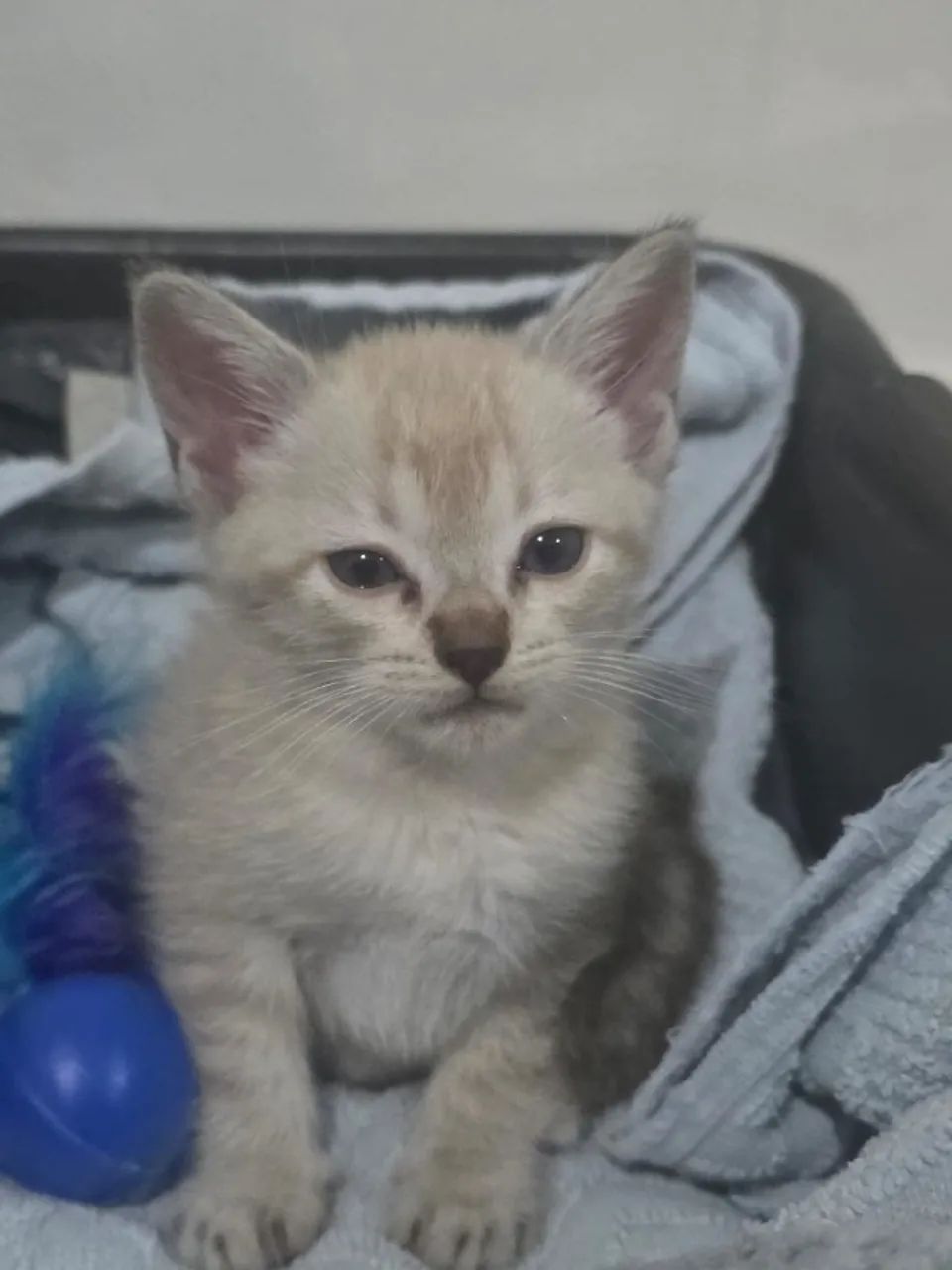 Filhote de gato - Foto 2