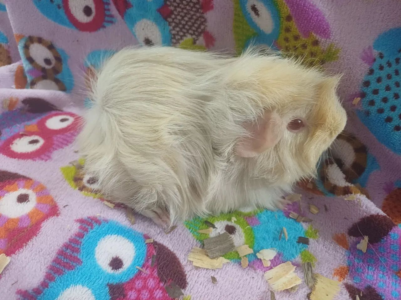 Porquinhos da india - Foto 2