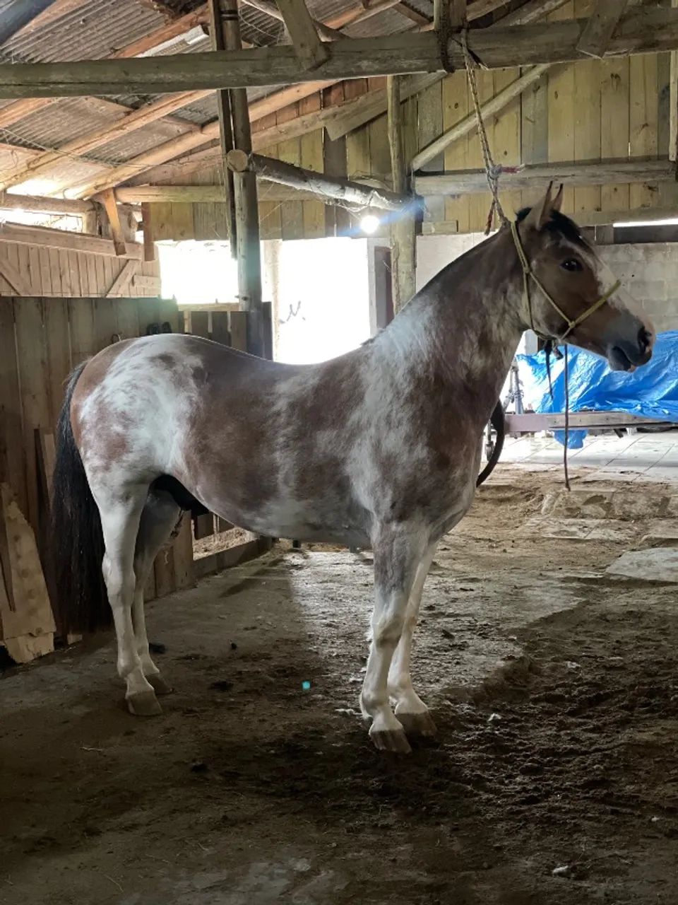 Cavalo crioulo  - Foto 3