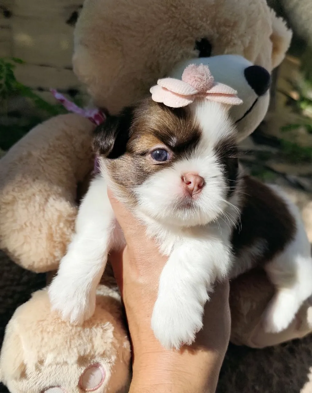 Filhote Shih Tzu femea fígado 
