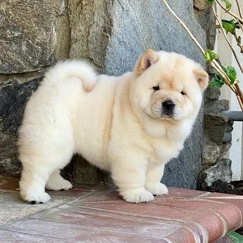 chow chow filhote branco