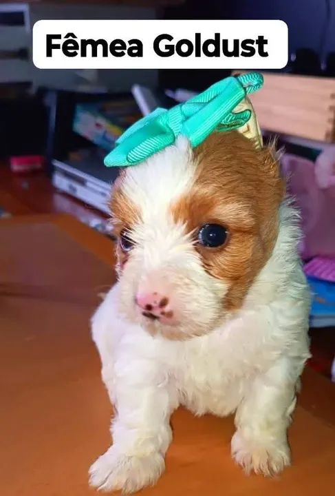  Goldust Fêmea 