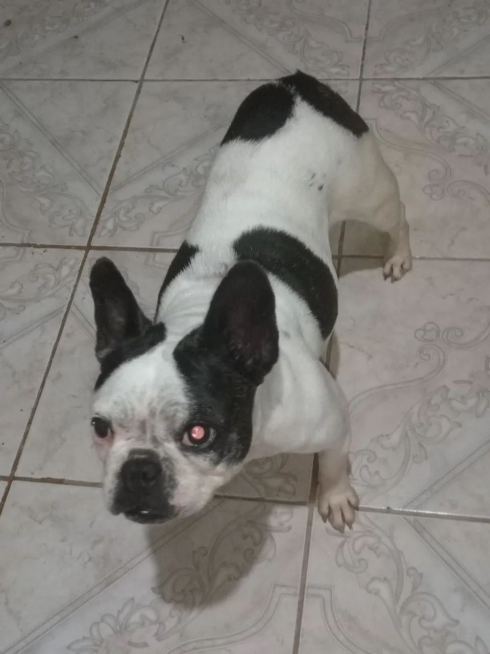 Bulldog fêmea Microchipada venda  - Foto 4