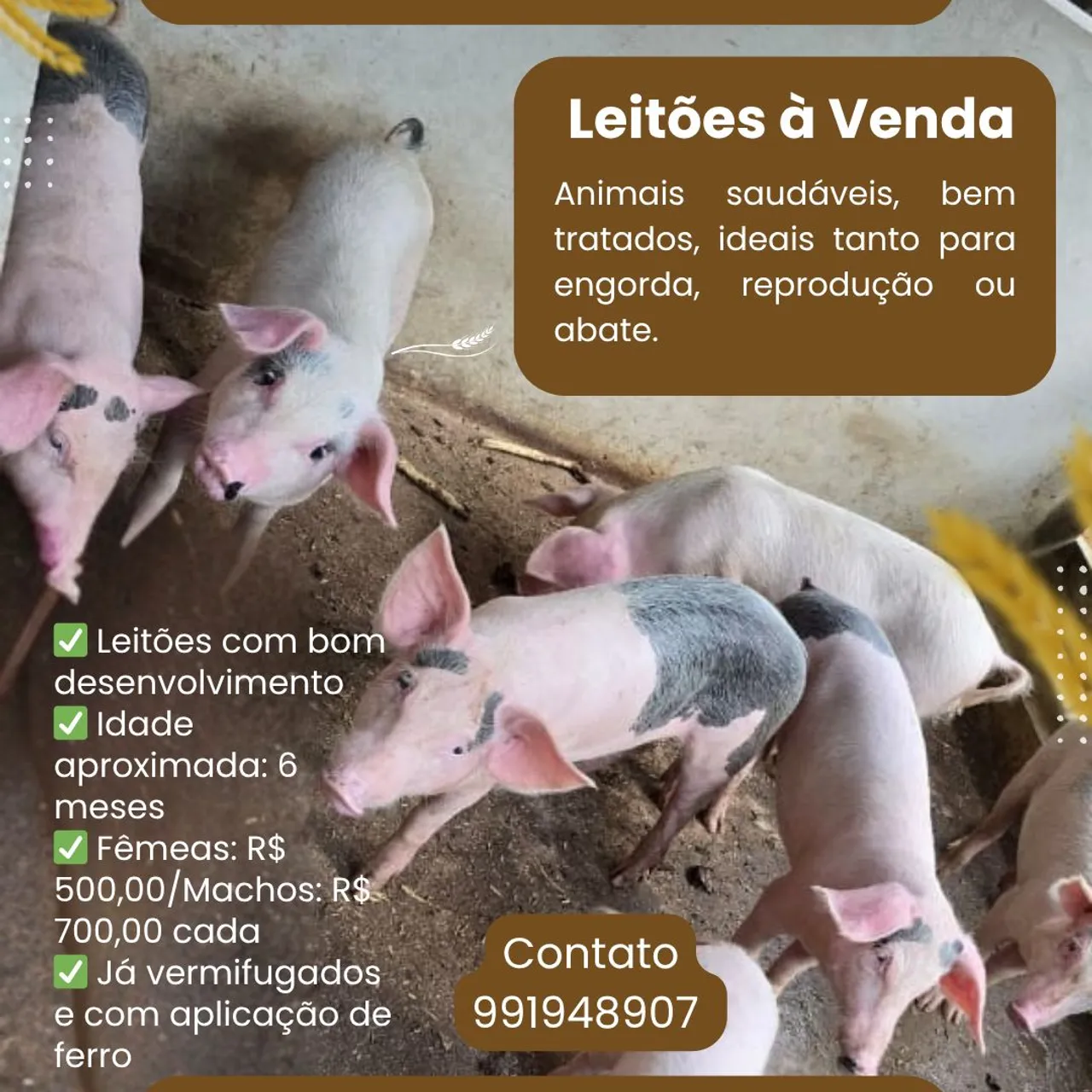 Leitões à Venda - Animais Saudáveis