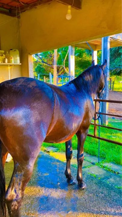 MANGALARGA MARCHADOR REGISTRADO  - Foto 3