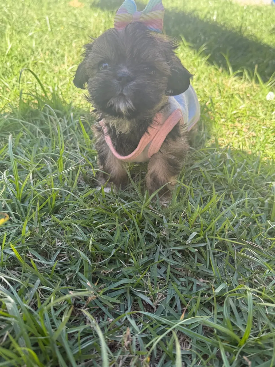 Filhote Shih Tzu fêmea