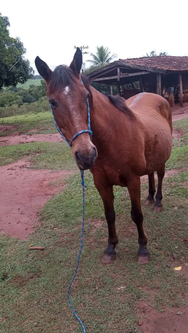égua para Montaria
