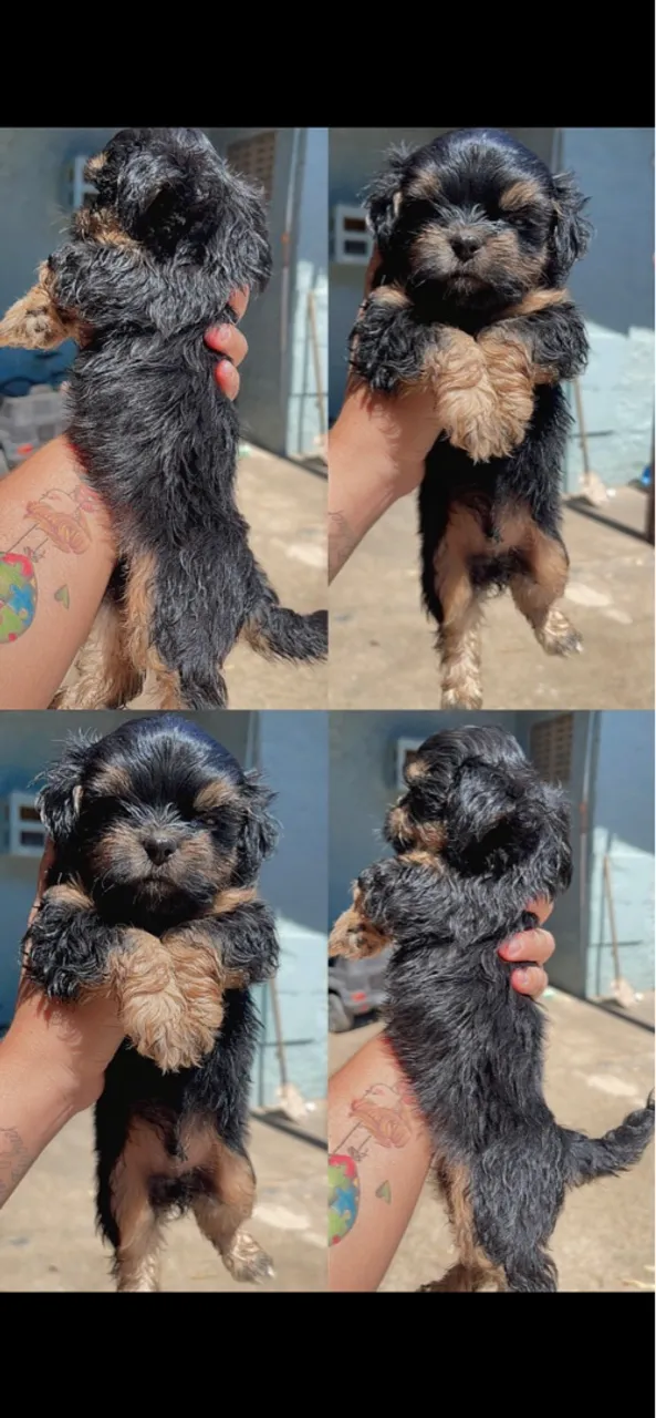 Filhote Shih Tzu Macho disponível!