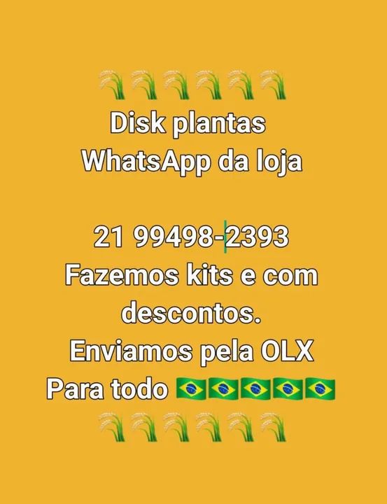 1 MUDA DE CRÓTON CANARINHO - Foto 5