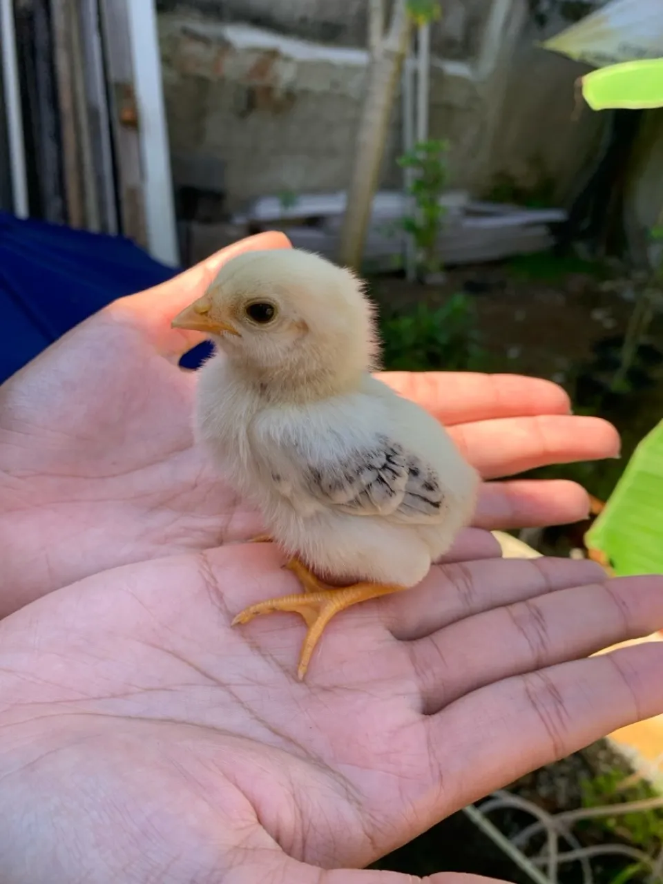 Pintinho Filhote - Fofo e Charmoso!