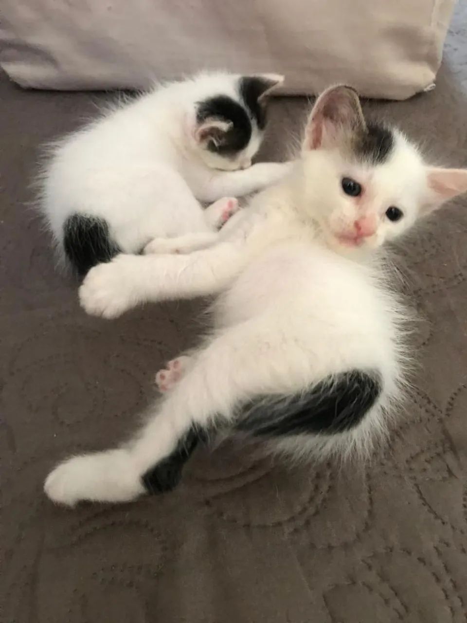 Gatinhos fofos para adoção