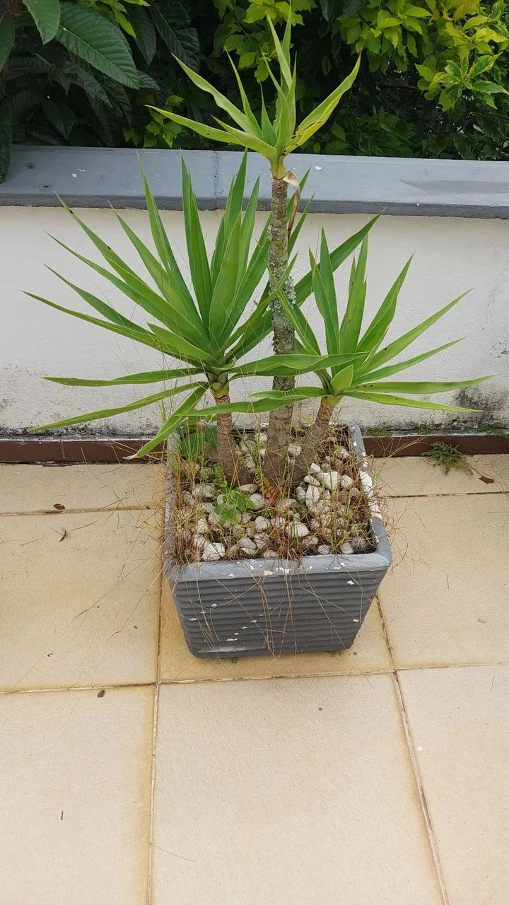 Vasos de Planta em Concreto com planta Yucca - Foto 4