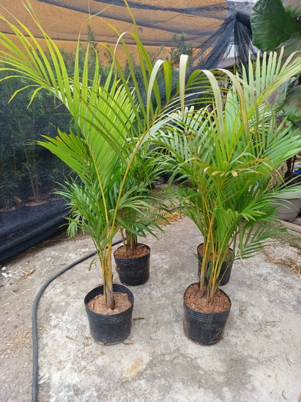 Palmeira areca 1metro a 1.10m