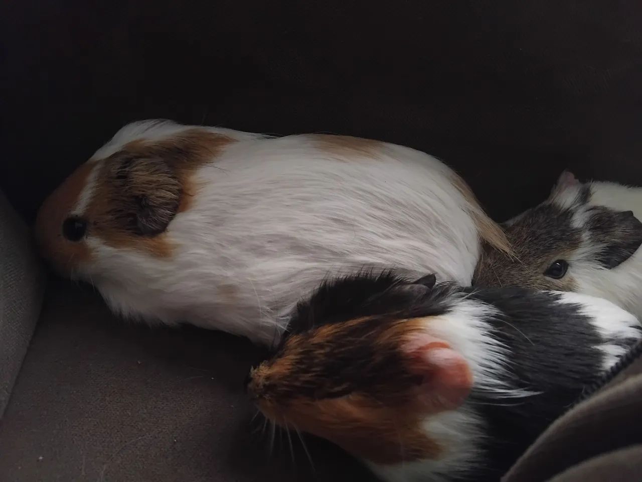  porquinhos da india para venda - Foto 5