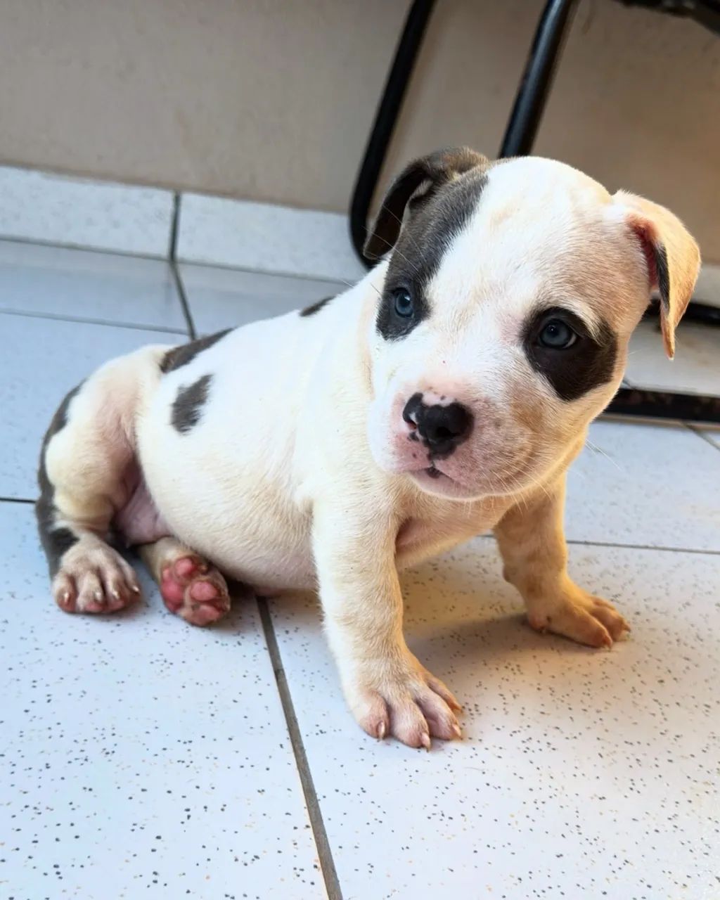 Filhotes de American Bully - Foto 3