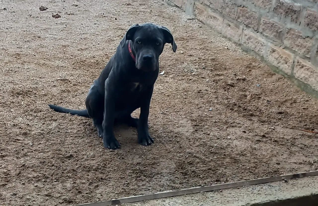 Filhote fêmea de cane corso
