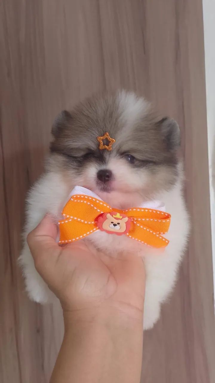Lulu da Pomerânia machinho 
