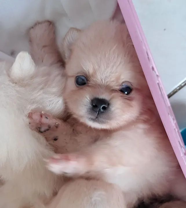 Filhote de Lulu Pomerânia - Foto 3