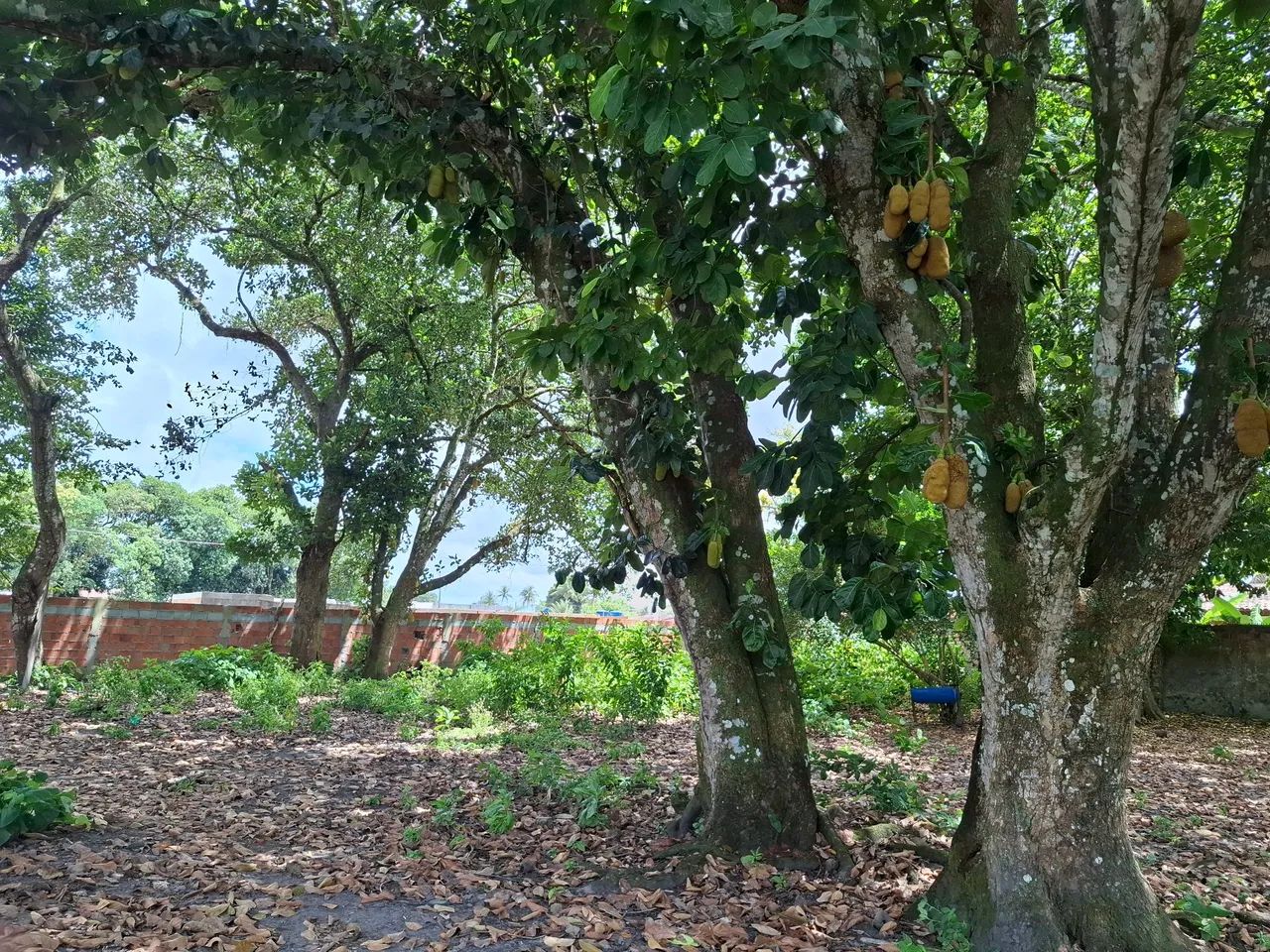 Ótimo Terreno em Rio Largo - Foto 3