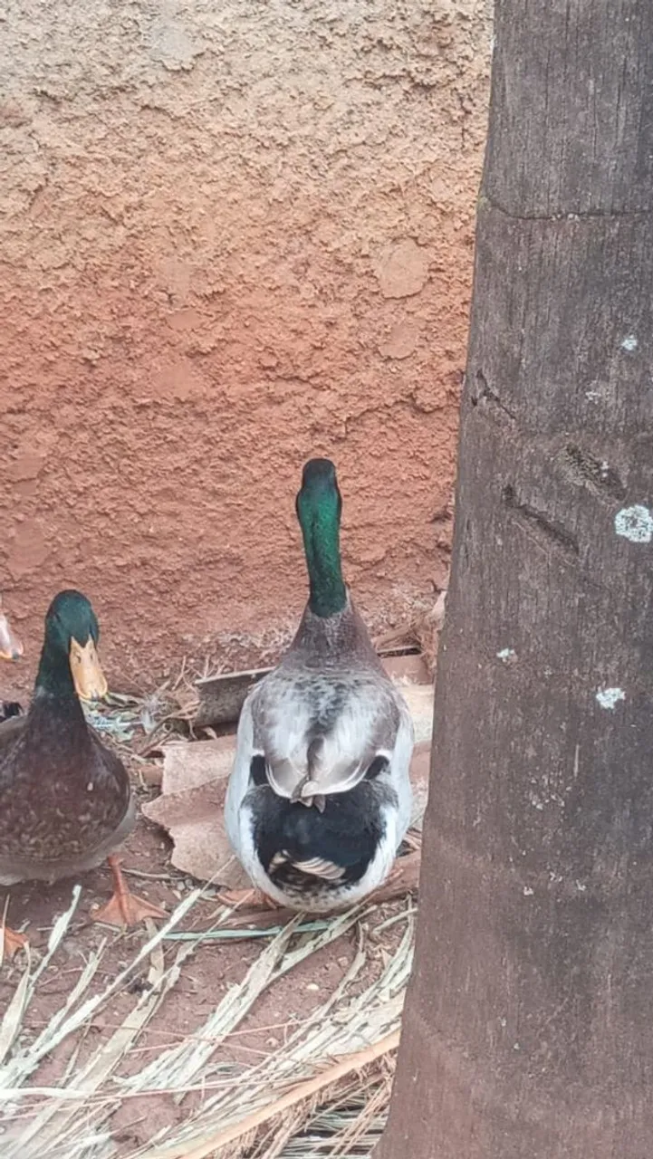 Vendo um macho marreco