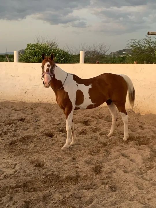 Égua Paint para Venda  - Foto 2