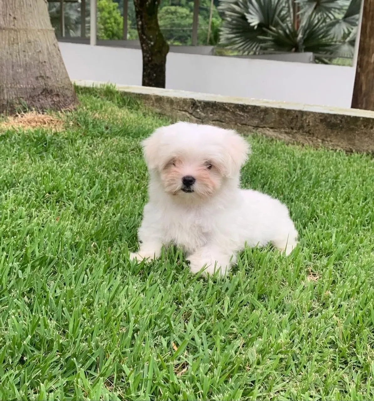"filhotes de cachorro maltes" - Cachorros no Brasil