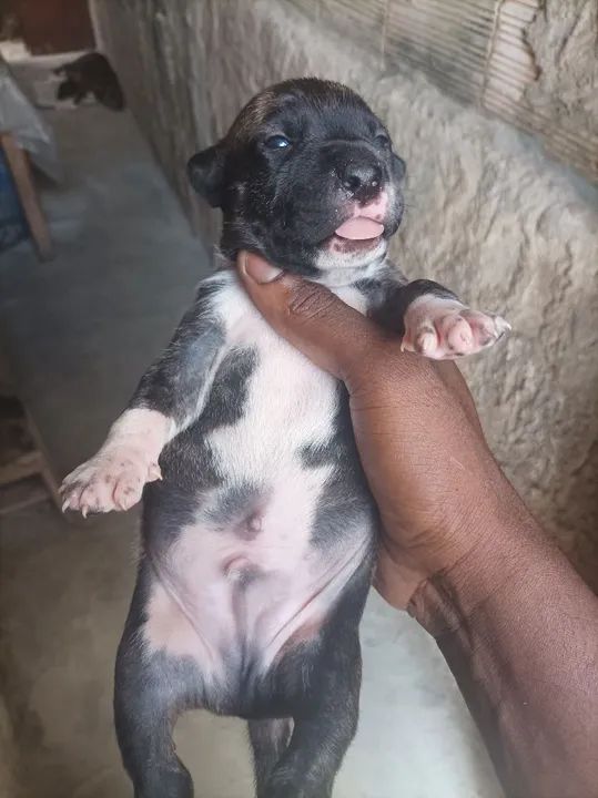 Filhote Pitbull