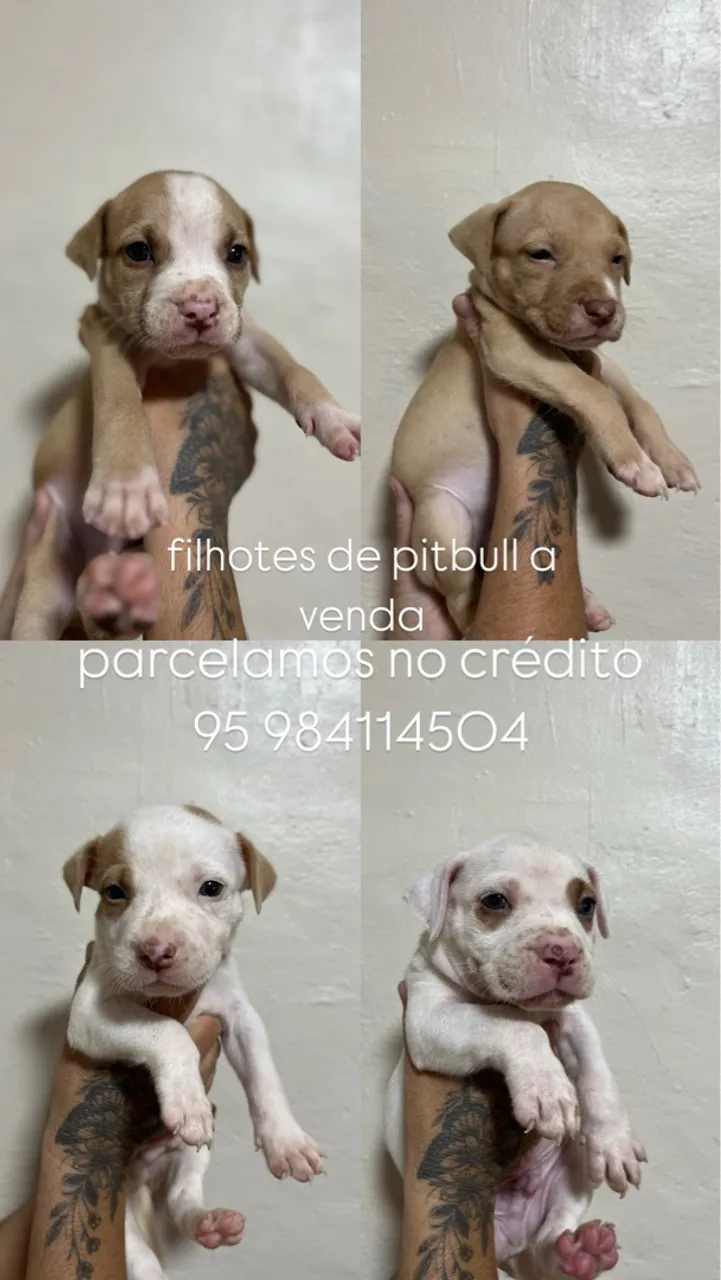Filhotes de Pitbull à Venda - Parcelamos no Crédito