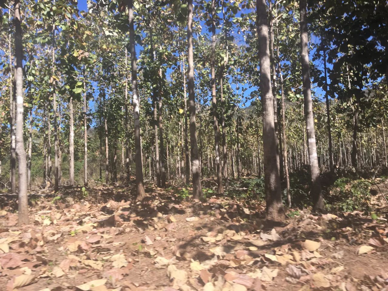 FAZENDA RURAL em PALMAS - TO, SETOR SUL (TAQUARALTO) - Foto 4