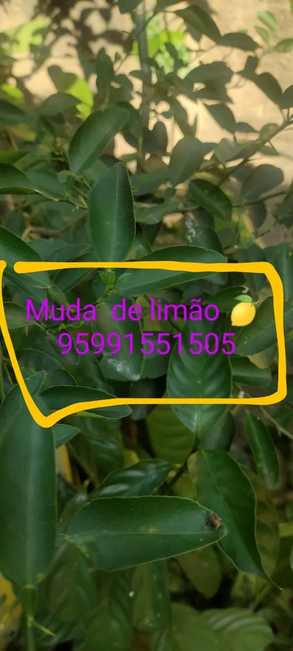 Jardinagem  - Foto 3