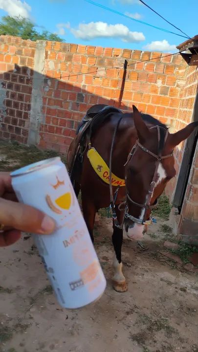 Cavalo de vaquejada de direita  - Foto 2