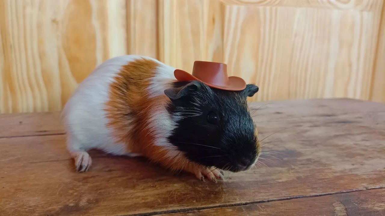 Porquinho da índia macho  - Foto 4