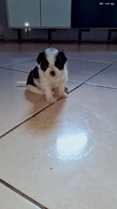 Filhote Shih Tzu - Foto 4