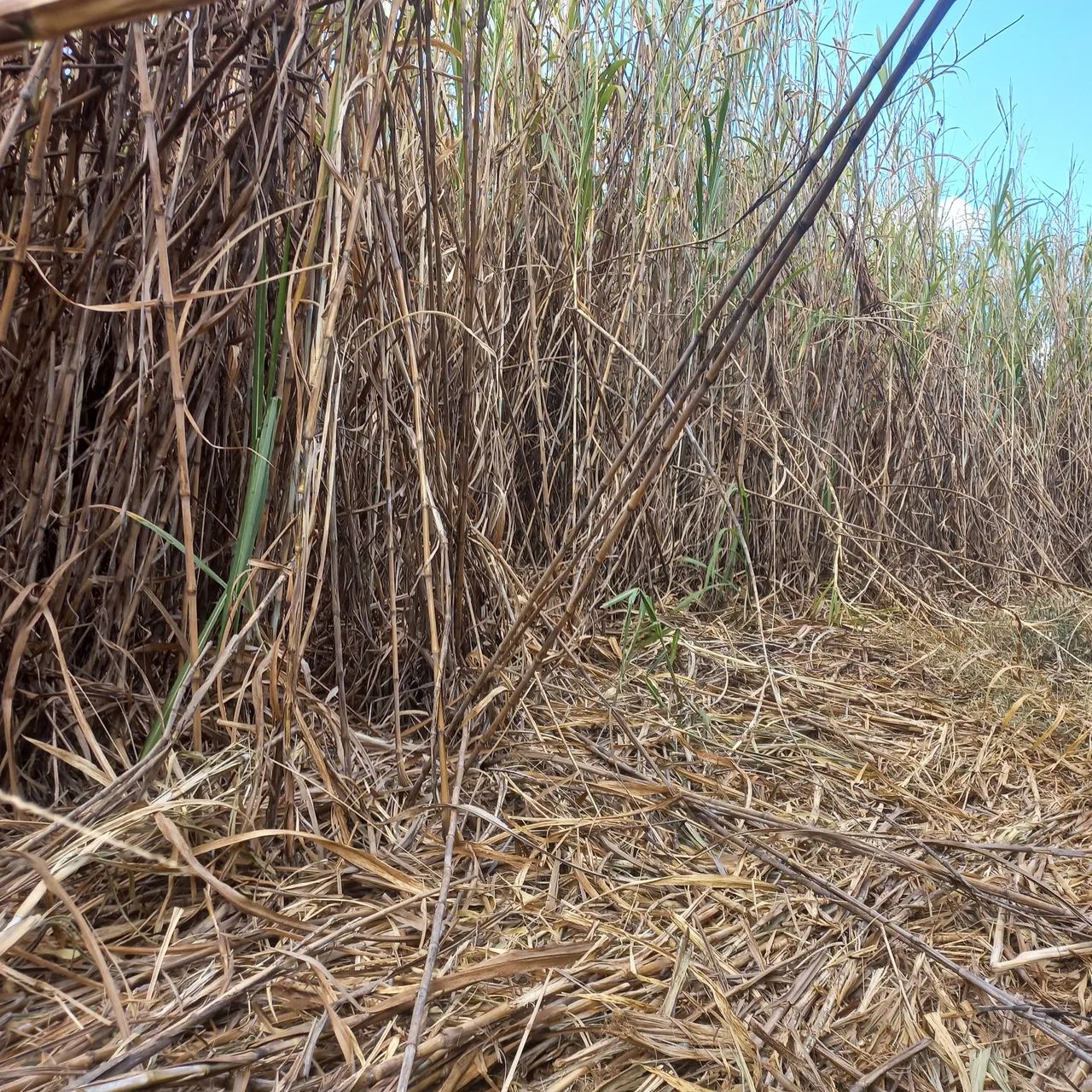 Capim BRS Capiaçu Embrapa - Foto 3