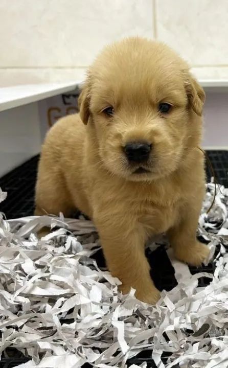 golden -nosso cachorro é nossa paz 