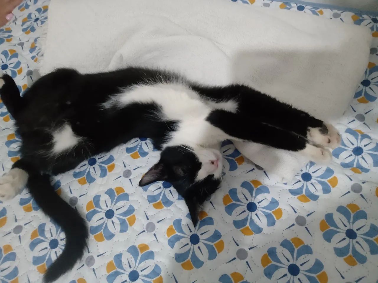 Gata para Adoção - Foto 4