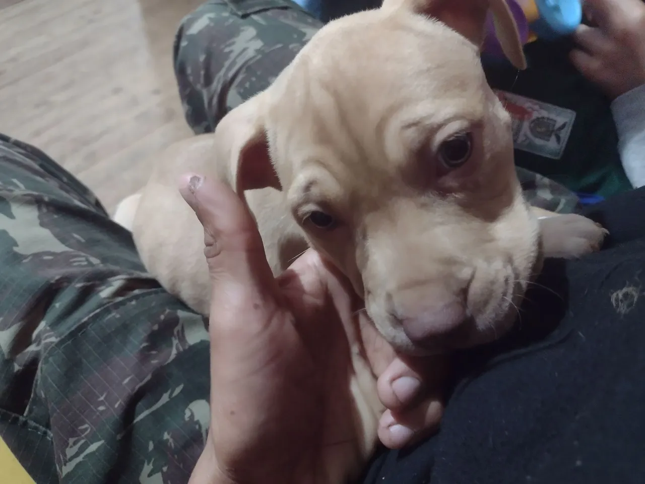 Filhote de Pitbull disponível para venda
