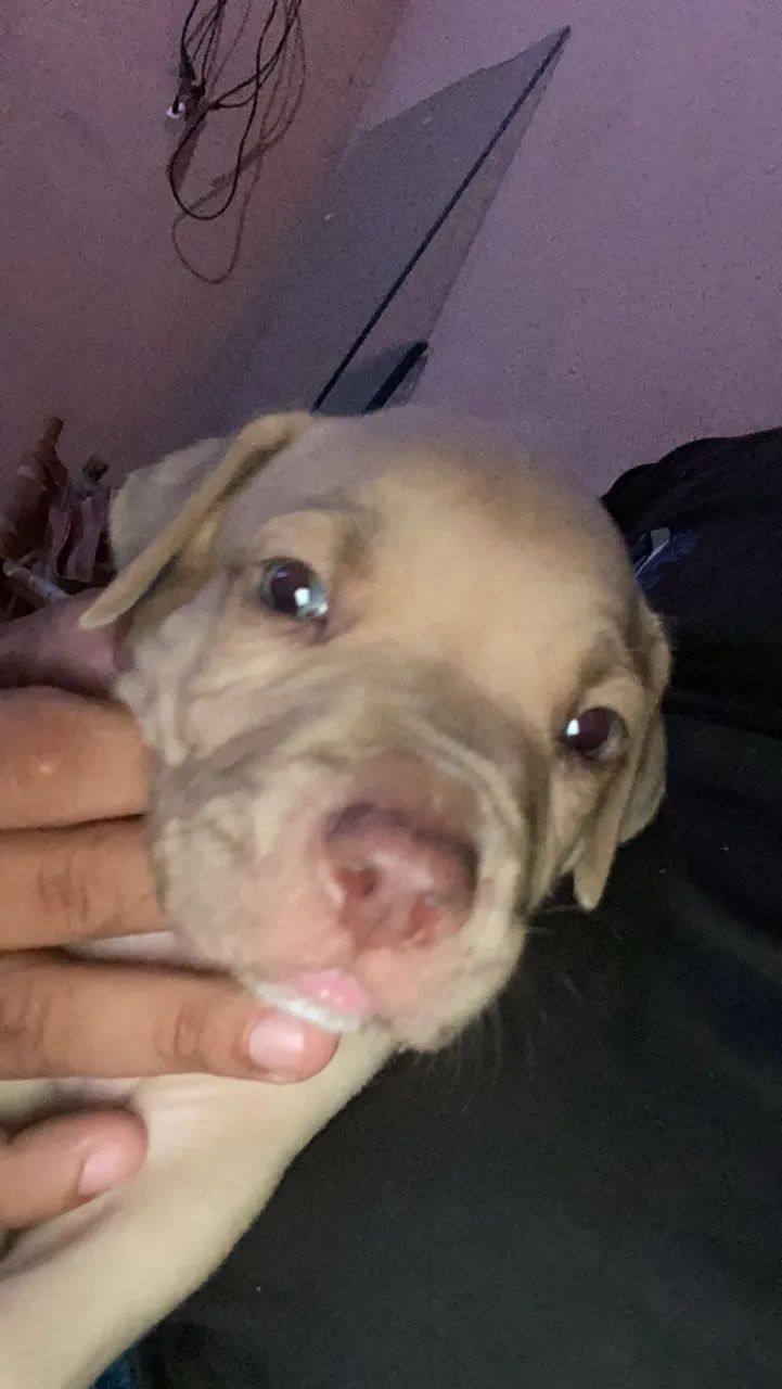 Pit bull 